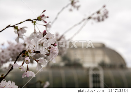 早春時節，在陰雲密佈的天空下，櫻花盛開；遠處，倫敦郊區邱園的大型溫室清晰可見。 134713284