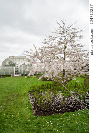 早春時節，在陰雲密佈的天空下，櫻花盛開；遠處，倫敦郊區邱園的大型溫室清晰可見。 134713287