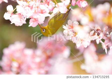 一隻可愛的日本繡眼鳥正在吸食河津櫻花的花蜜 一隻可愛的日本繡眼鳥正在吸食河津櫻花的花蜜 134713295
