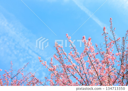 藍天白雲，河津櫻花盛開 | 簡約 | 空白 134713350