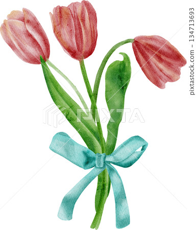 Pink watercolor tulips. Spring illustration 134713693