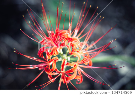 西連寺的簇生孤挺花特寫 134714509