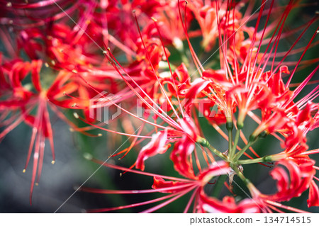 Close-up of cluster amaryllis at Sairenji Temple Close-up of cluster amaryllis at Sairenji Temple 134714515