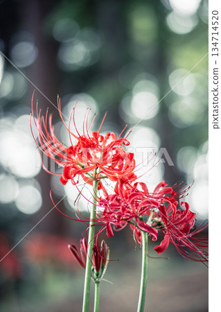 Close-up of cluster amaryllis at Sairenji Temple Close-up of cluster amaryllis at Sairenji Temple 134714520