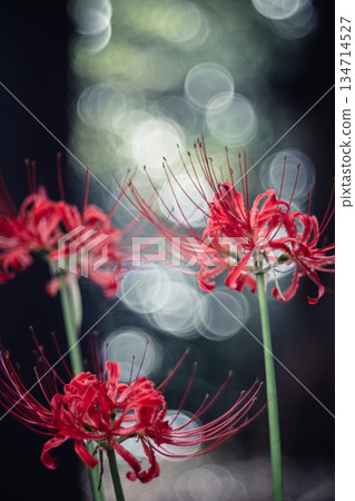Close-up of cluster amaryllis at Sairenji Temple Close-up of cluster amaryllis at Sairenji Temple 134714527