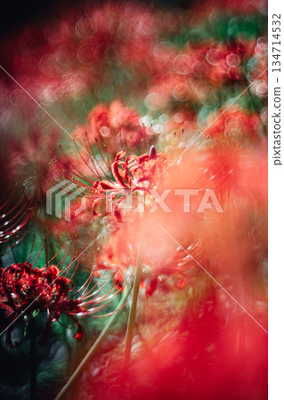 西連寺的簇生孤挺花特寫 134714532