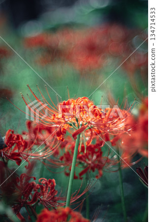 西連寺的簇生孤挺花特寫 134714533