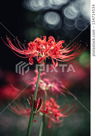 西連寺的簇生孤挺花特寫 134714534