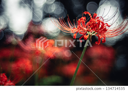 西連寺的簇生朱頂紅和模糊的氣泡 134714535