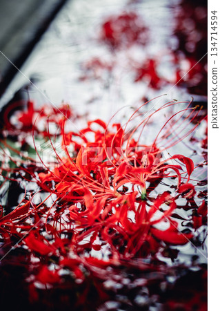 Cluster amaryllis floating in the chozuya Cluster amaryllis floating in the chozuya 134714594