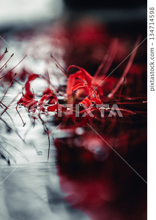 群孤挺花漂浮在 chozuya 134714598