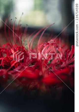 群孤挺花漂浮在 chozuya 134714599