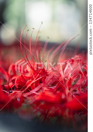 Cluster amaryllis floating in the chozuya Cluster amaryllis floating in the chozuya 134714600