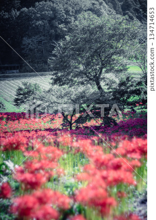 Satoyama landscape with cluster amaryllis flowers at Sairenji Temple 134714653