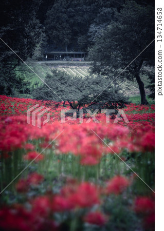 Satoyama landscape with cluster amaryllis flowers at Sairenji Temple Satoyama landscape with cluster amaryllis flowers at Sairenji Temple 134714658