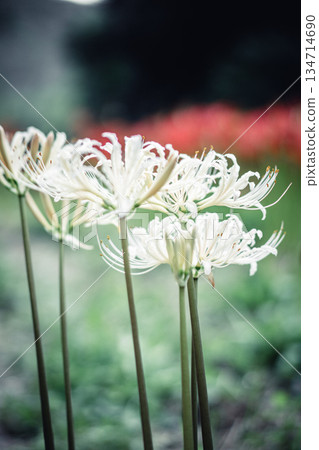 Fantastic white spider lilies Fantastic white spider lilies 134714690