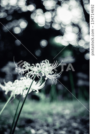 Fantastic white spider lilies Fantastic white spider lilies 134714692