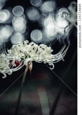 Fantastic white spider lilies Fantastic white spider lilies 134714694