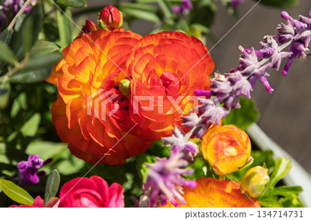 毛茛種植 134714731