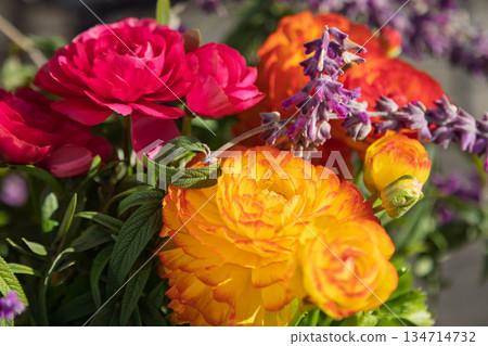 毛茛種植 134714732