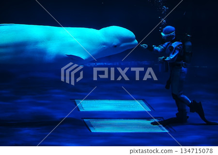 絲綢海豚 134715078