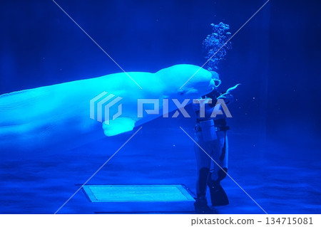 絲綢海豚 134715081