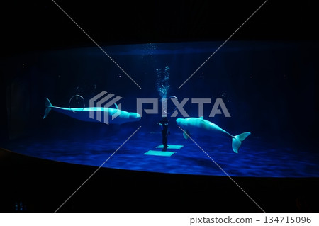 Shimane Prefectural Shimane Aquarium Aquas 134715096