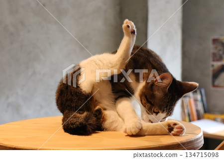 A pheasant-white cat absorbed in grooming, enjoying a quiet moment indoors A pheasant-white cat absorbed in grooming, enjoying a quiet moment indoors 134715098