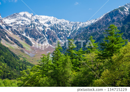 清爽的上高地 「翠綠的落葉松樹和穗高山脈」（長野縣松本市） 134715229