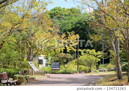 Katsura leaves turn yellow 134715263