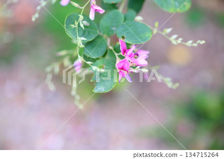 可愛的灌木三葉草花，秋天的七種草本植物 134715264