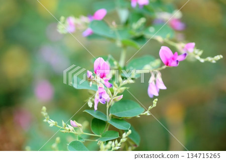 Cute bush clover flower, seven herbs of autumn 134715265