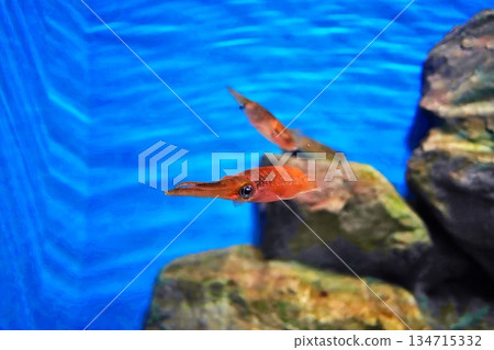 Bigfin Reef Squid 134715332