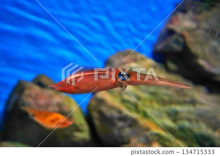 Bigfin Reef Squid 134715333