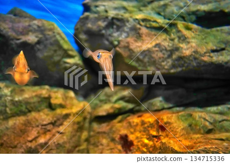 大鰭礁魷 134715336