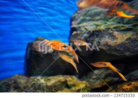 大鰭礁魷 134715338