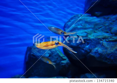 大鰭礁魷 134715340