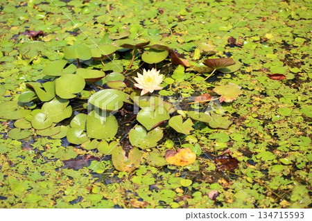 清爽的睡蓮花 134715593