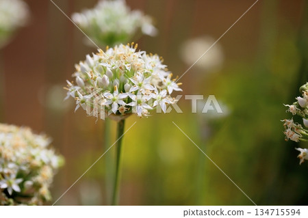 可愛的韭菜花 134715594