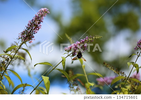 Refreshing Buddleia flowers 134715601