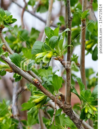 Ribes aureum, also known as yellow currant, clove currant, pruterberry, and buffalo currant, features yellow flower buds on the bush in early spring. Ribes aureum is honey plant. 134715614