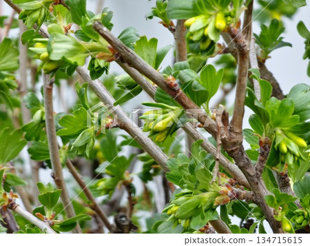 Ribes aureum, also known as yellow currant, clove currant, pruterberry, and buffalo currant, features yellow flower buds on the bush in early spring. Ribes aureum is a honey plant. 134715615