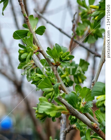 Ribes aureum, also known as yellow currant, clove currant, pruterberry, and buffalo currant, features yellow flower buds on bush in early spring. Ribes aureum is a honey plant. 134715616