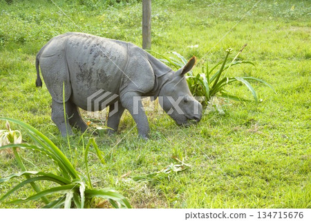 Baby Indian rhinoceros Chitwan National Park 2 134715676