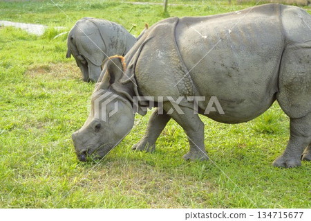 Baby Indian rhinoceros Chitwan National Park 1 134715677