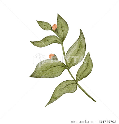 Green leafy branch with buds textured watercolor illustration isolated on white. Hand-painted clip art ideal for botanical branding, eco packaging, wedding stationery, cards, spring decor projects 134715708