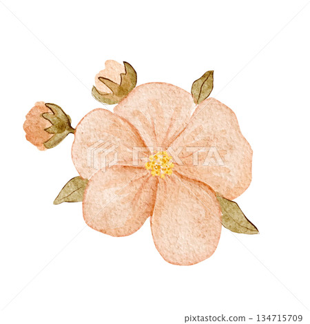 Peach flower watercolor illustration with soft textured buds and green leaves, hand-painted and isolated on white, ideal for wedding stationery, feminine branding, spring decor, invitations, cards 134715709