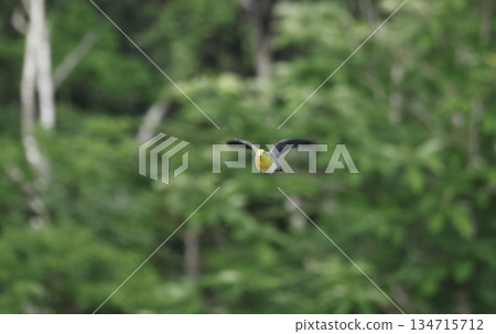 A green pigeon flying in the fresh greenery 134715712