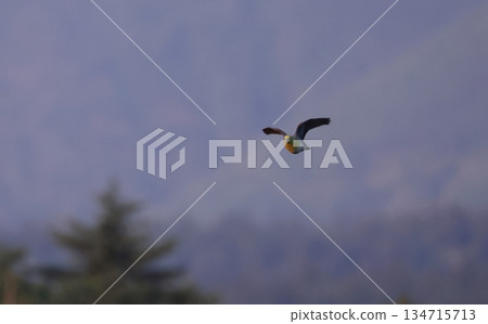 Flying Aobato Flying Aobato 134715713