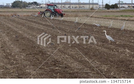 蒼鷺聚集在耕過的田裡。 蒼鷺聚集在耕過的田裡。 134715714